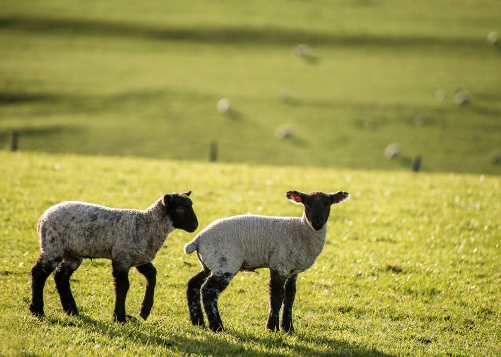 #2 (highest): Lamb and mutton